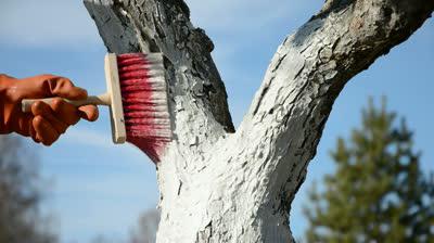 Какой клей добавляют в побелку для деревьев