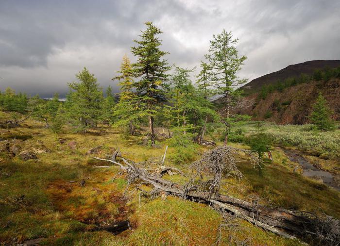 directorate of taimyr reserves