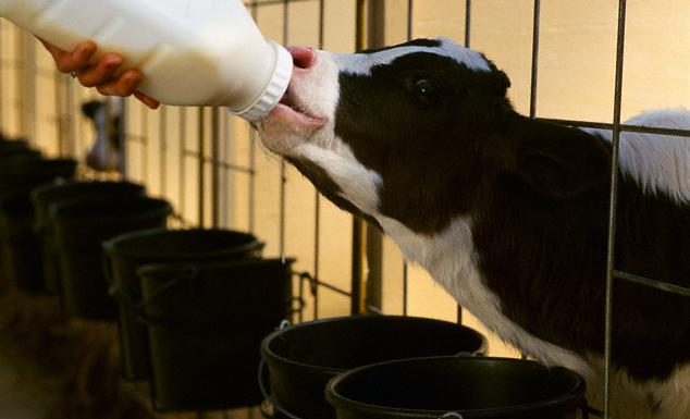 milk powder for calves