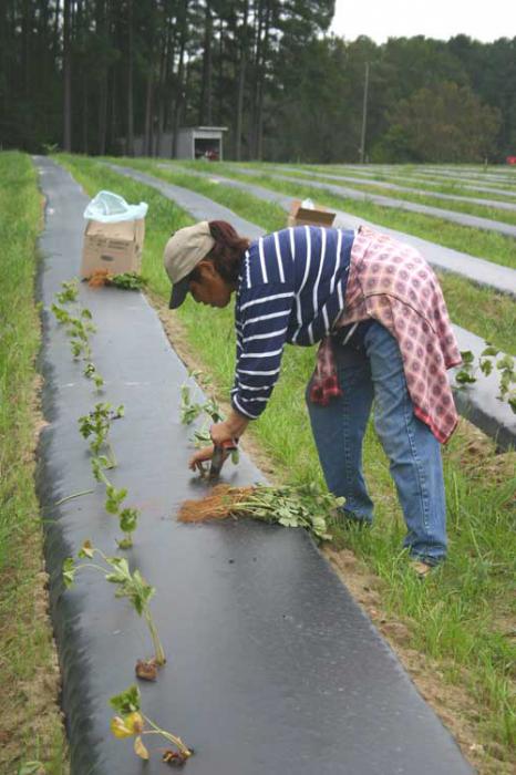 strawberry garden albion