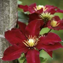 clematis niobe