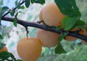 Variety cherry plum gift St. Petersburg