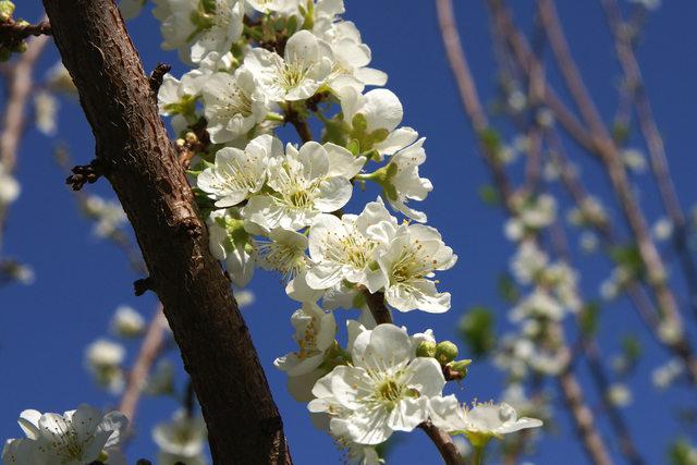 cherry plum gift St. Petersburg description