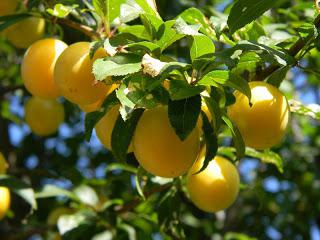 cherry plum gift St. Petersburg