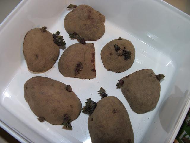 подготовка картофеля к посадке под пленку 