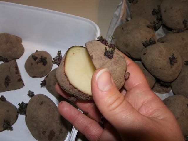 подготовка почвы к посадке картофеля 