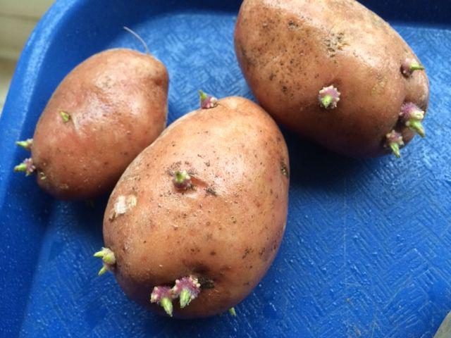 подготовка картофеля к посадке весной 