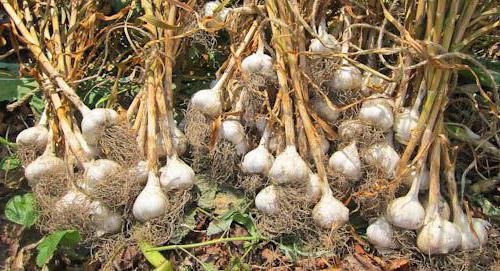 garlic harvest