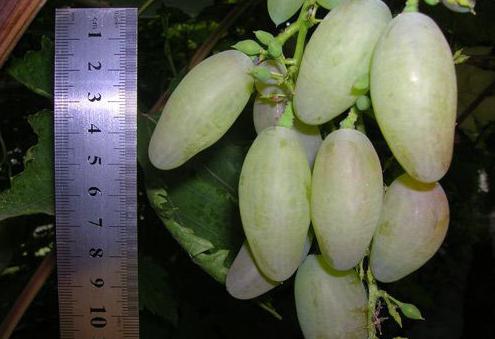 сорт винограда Тимур