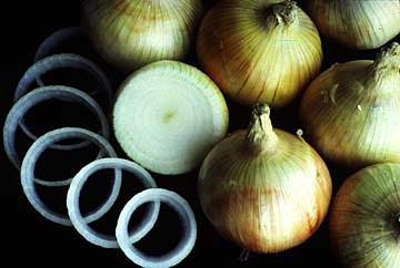 Onion Hercules: Description