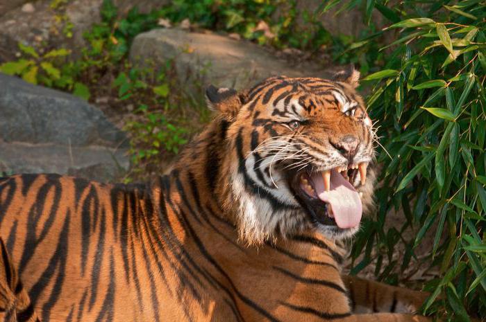 Champavat tigress killing 436 people