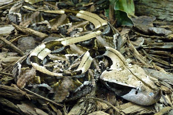 where the Gabon viper lives