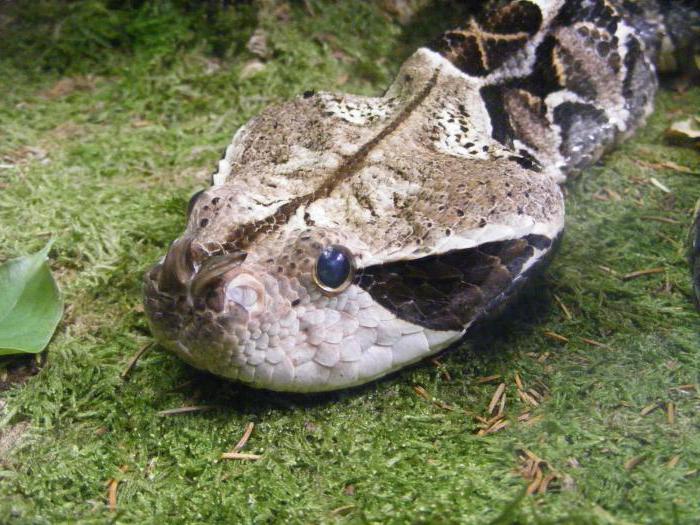 Gabon viper photo