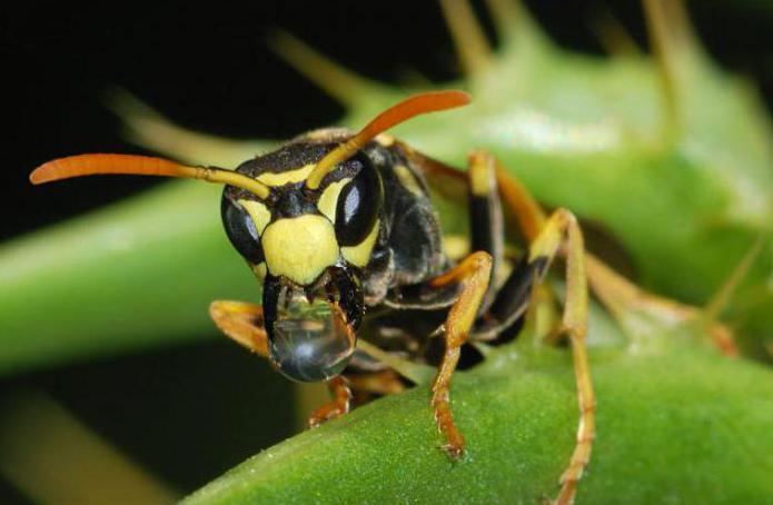 japanese hornet