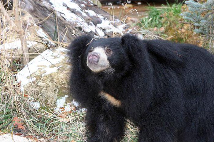 Гималайский медведь фото животного