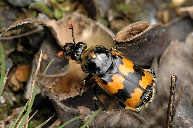 what does the beetle grave