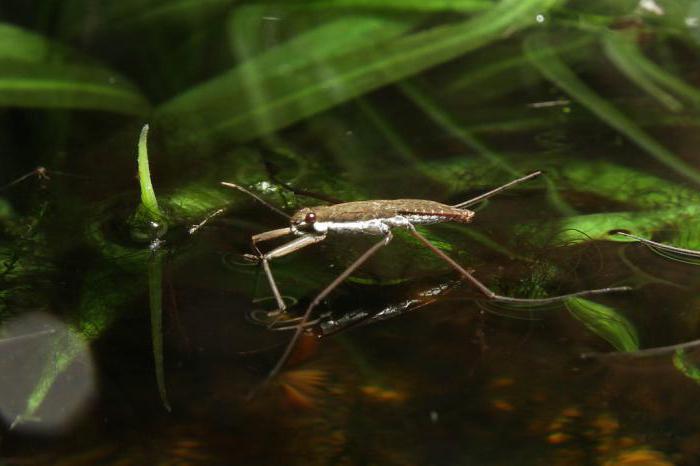 water strider insect photo