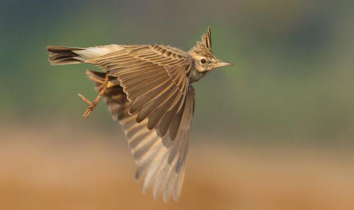 lark crested singing