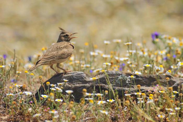 Crested Lark Bird