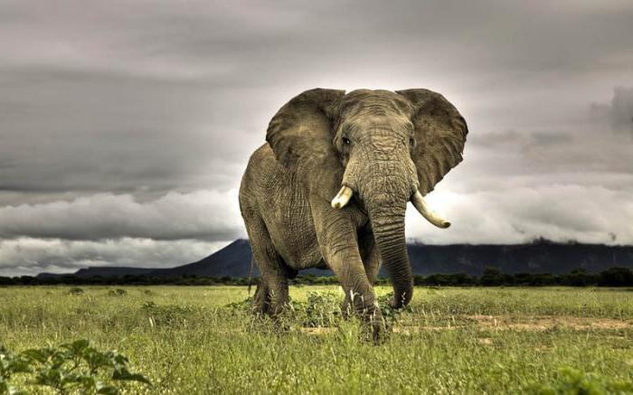 сколько весит взрослый слон