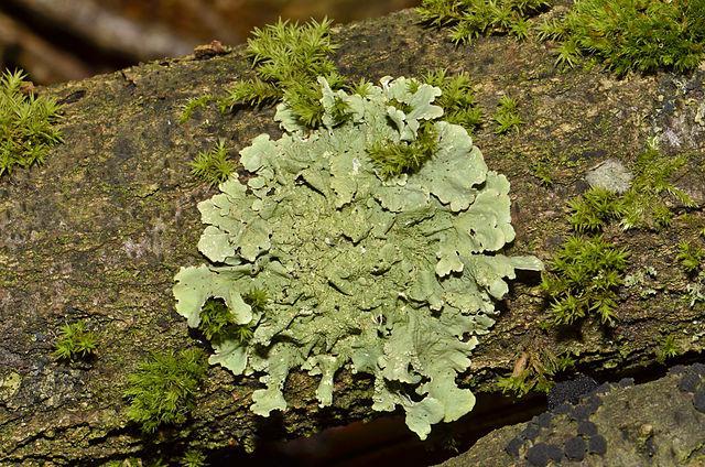 the role of lichens in nature and human life