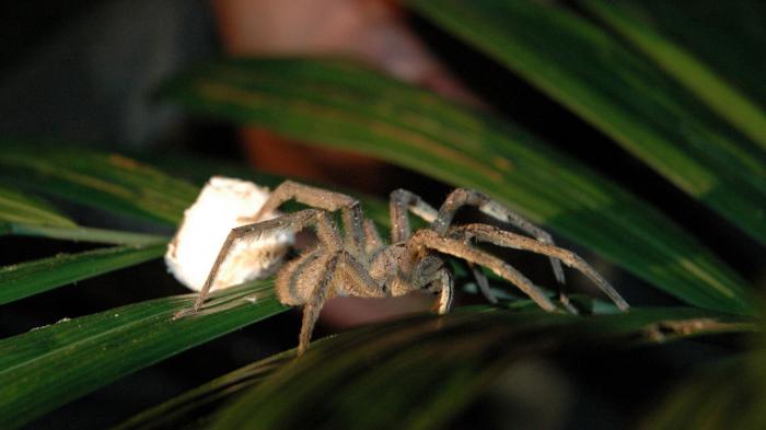 Brazilian Banana Spider