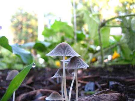 значение грибов в природе