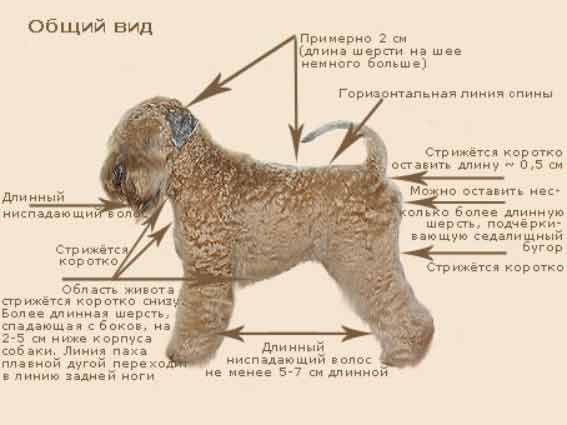Как подстричь паховую область у собак