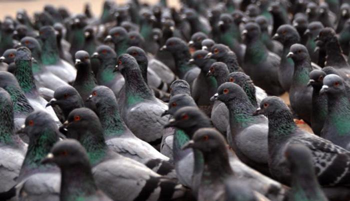 pigeon show