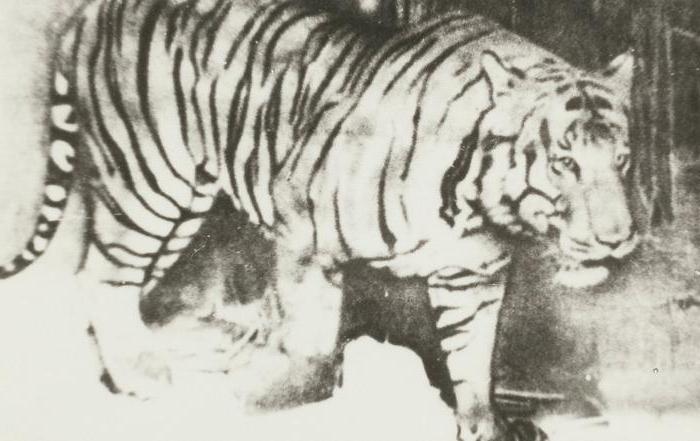 яванский тигр вымирание