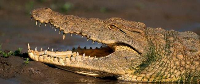 где живут крокодилы и чем они питаются 