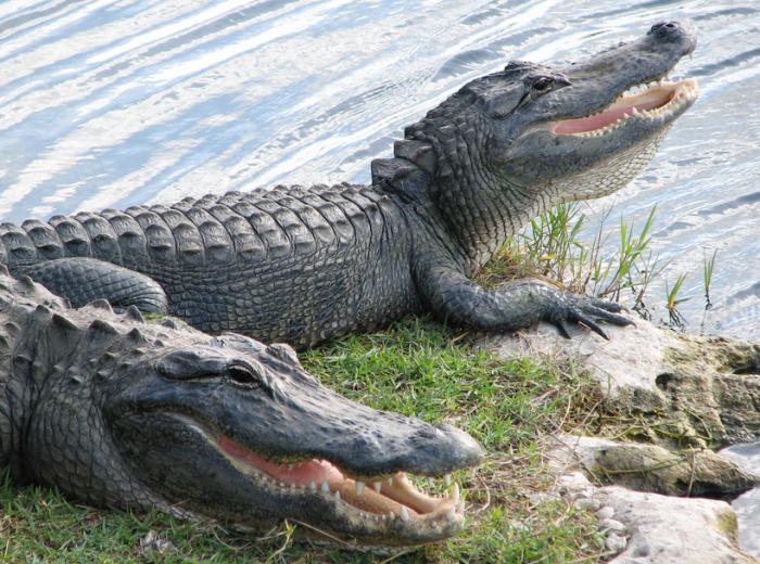 где живут крокодилы страна 