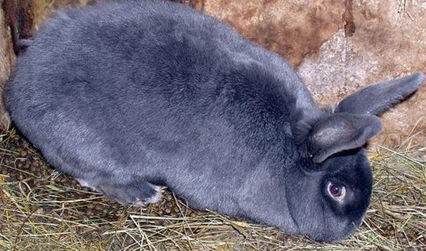 почему у кроликов вздуваются животы