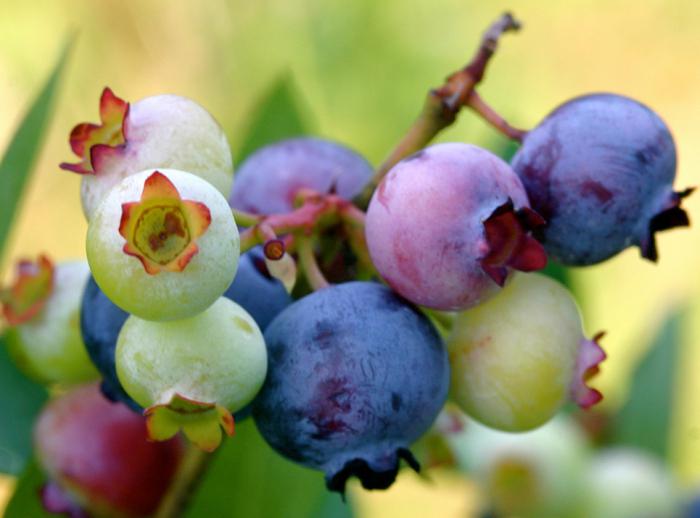 pregnancy benefits of blueberries