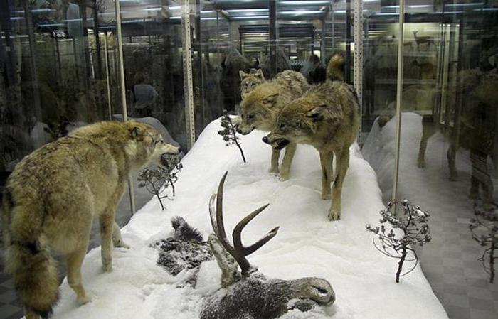 зоологический музей в москве