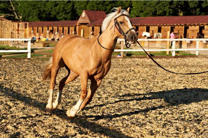 horse camp in the suburbs