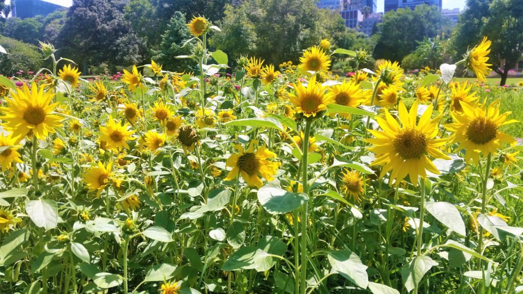 Sunflowers on the field