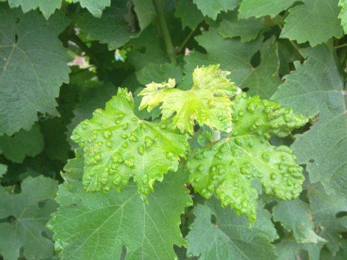 Виноградный зудень фото листьев