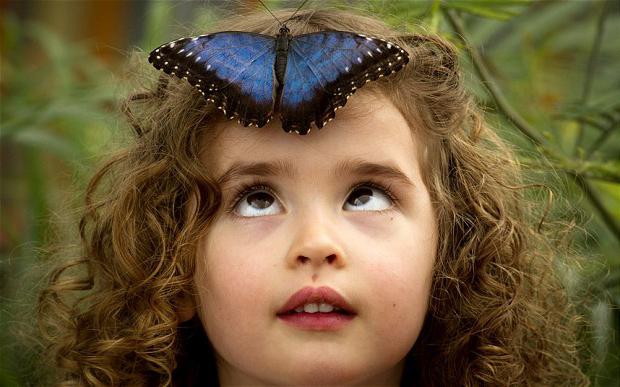Интересные факты из жизни бабочек