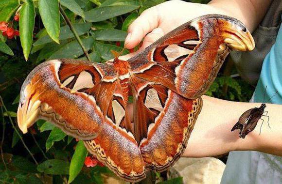 Интересные факты о бабочках для детей 2 класса