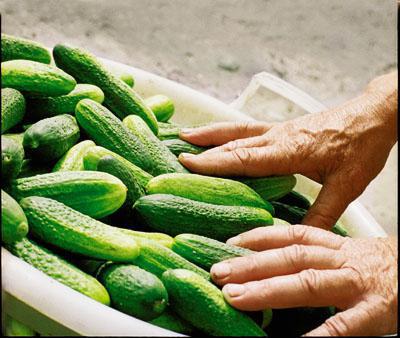 Lukhovitsky cucumbers reviews