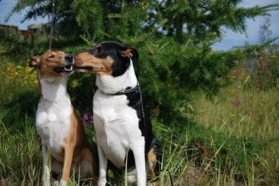 collie shorthair