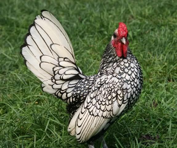 decorative bantam hens