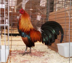 bentami hens reviews