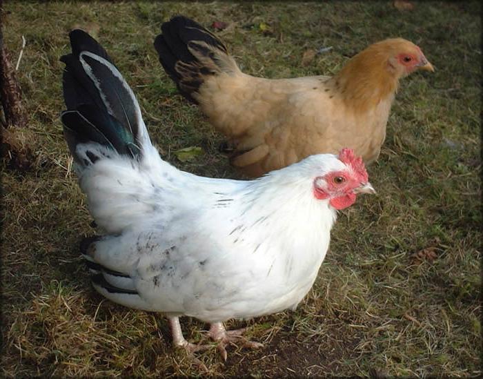 hens bentamki photo