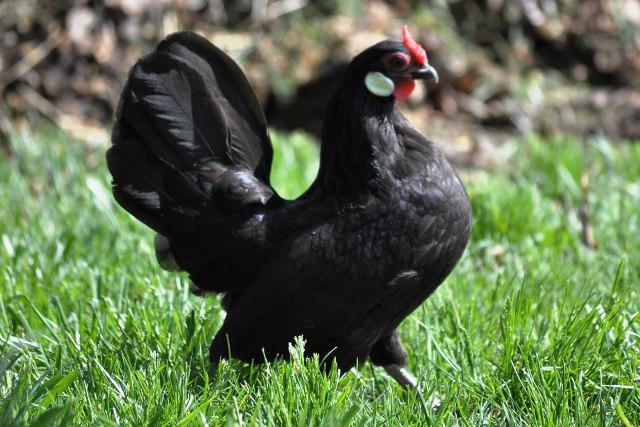 bentamok hens