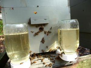 подкормка пчел рецепты 