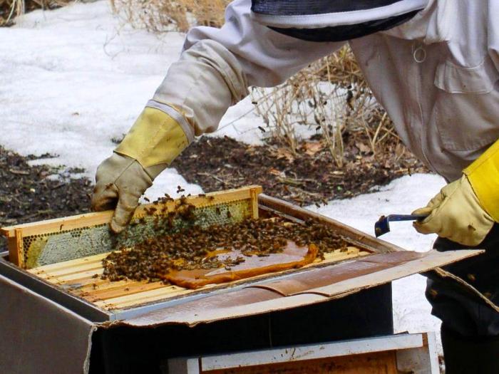 белковая подкормка пчел весной 