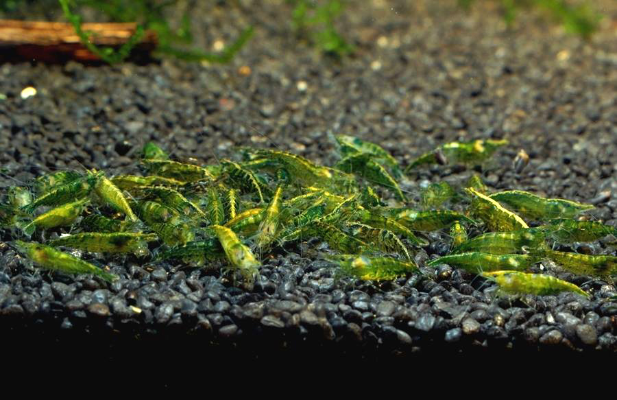 Как выглядят зеленые креветки