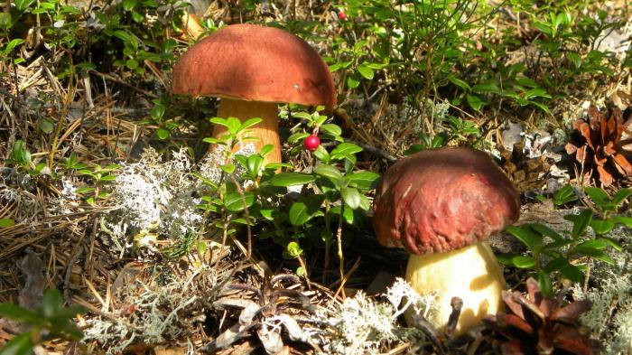 mushroom places of St. Petersburg